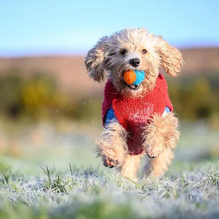 度假居 The Getaway - The Red Kite - Pet Friendly Luxury Glamping 邓加文